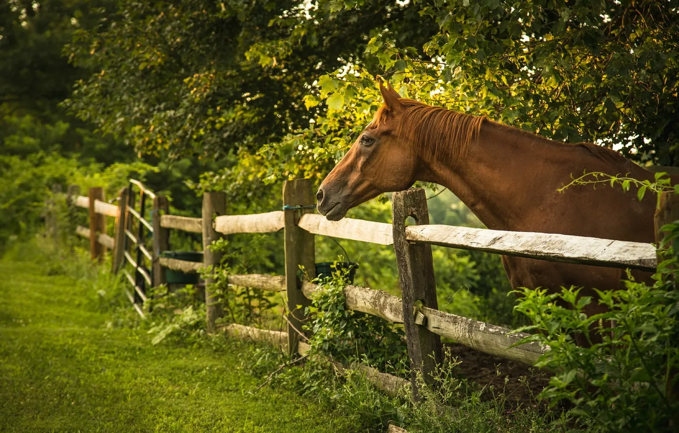 Photo wallpaper summer, horse, the fence