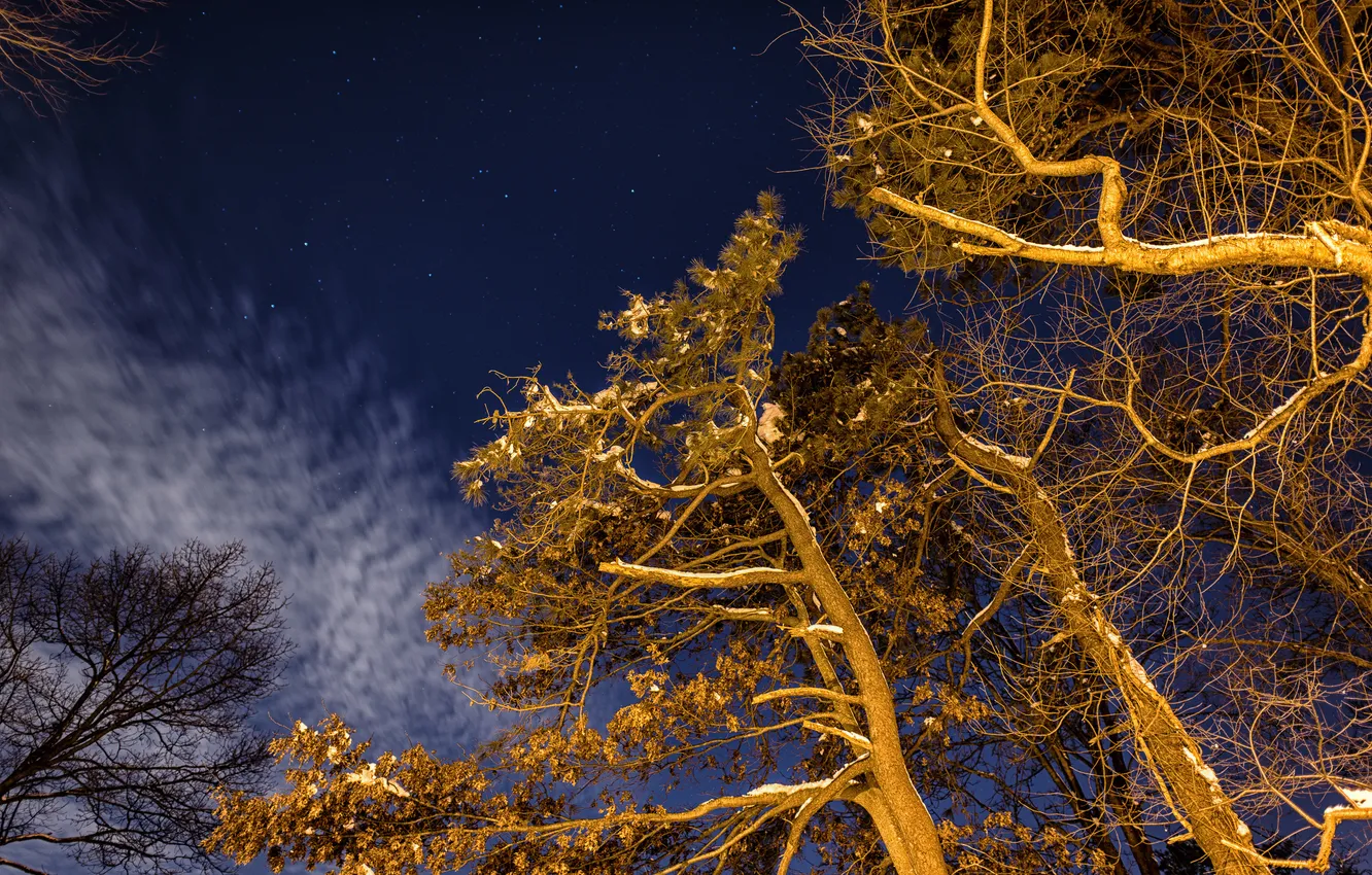 Photo wallpaper winter, the sky, stars, light, trees, night, branches, backlight
