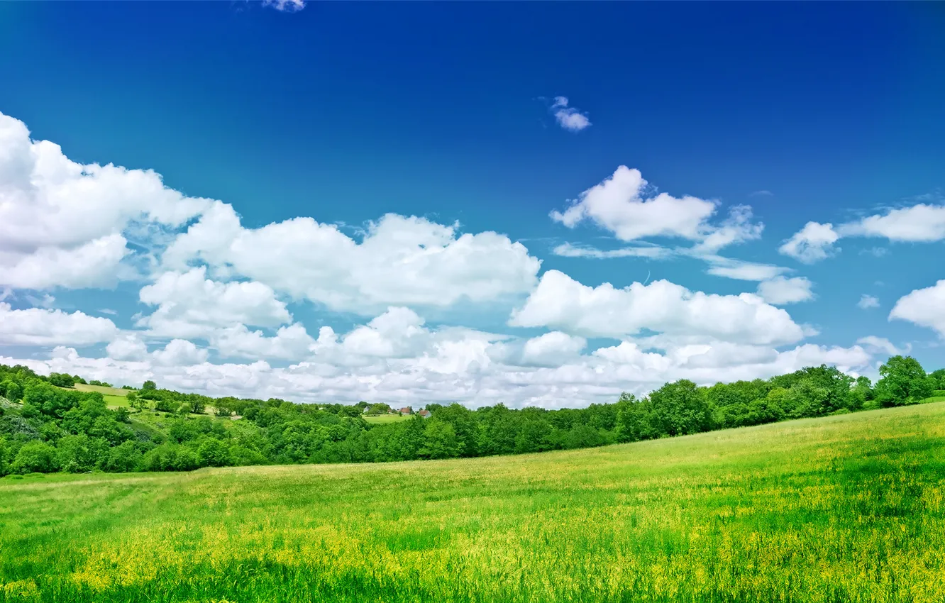 Photo wallpaper field, the sky, trees, nature, landscapes, obloka