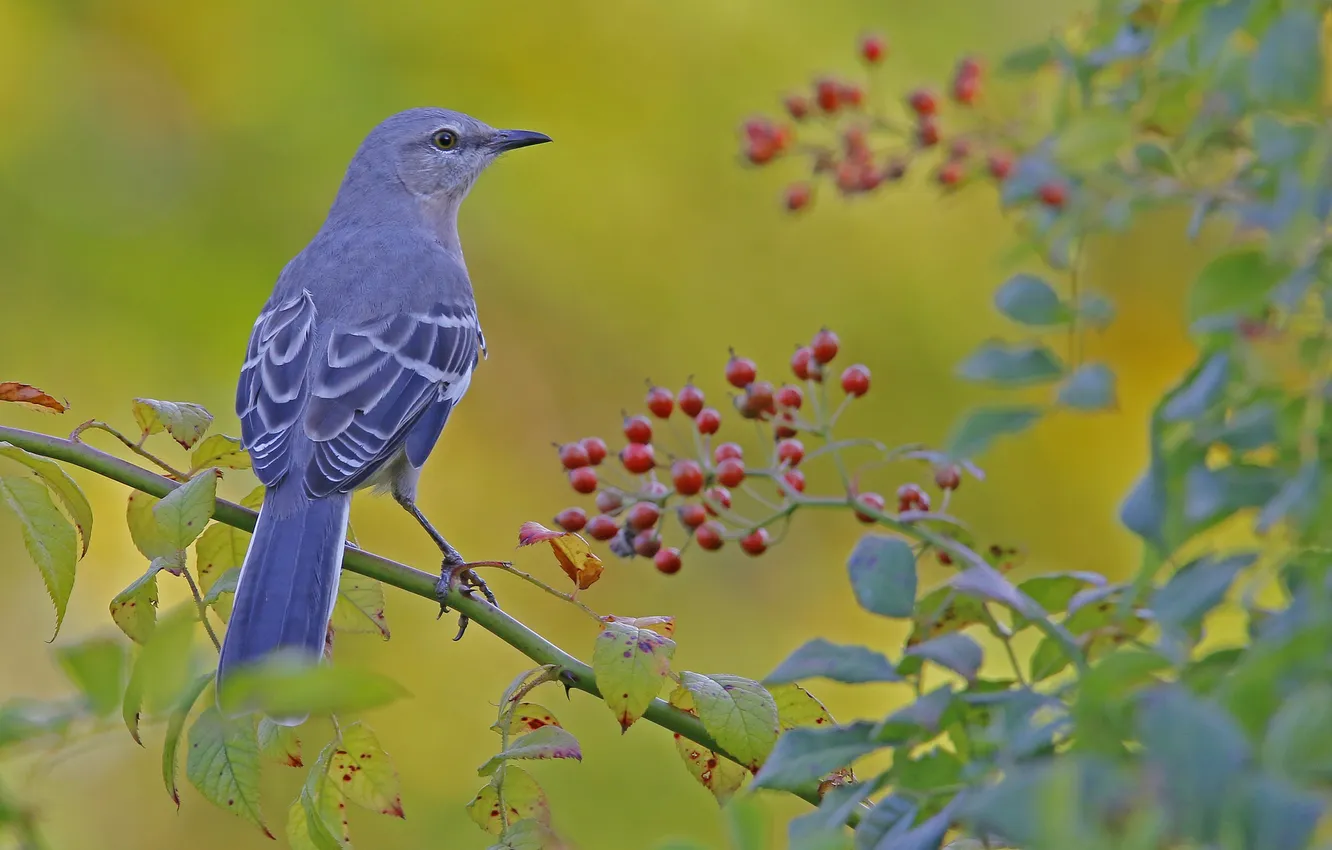 Photo wallpaper branches, berries, bird, beak, tail