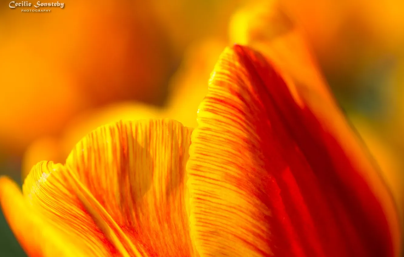 Photo wallpaper macro, flowers, yellow, tulips