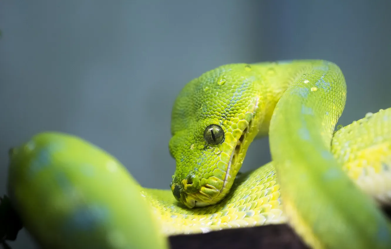 Photo wallpaper macro, green, snake, scales, Python, reptile