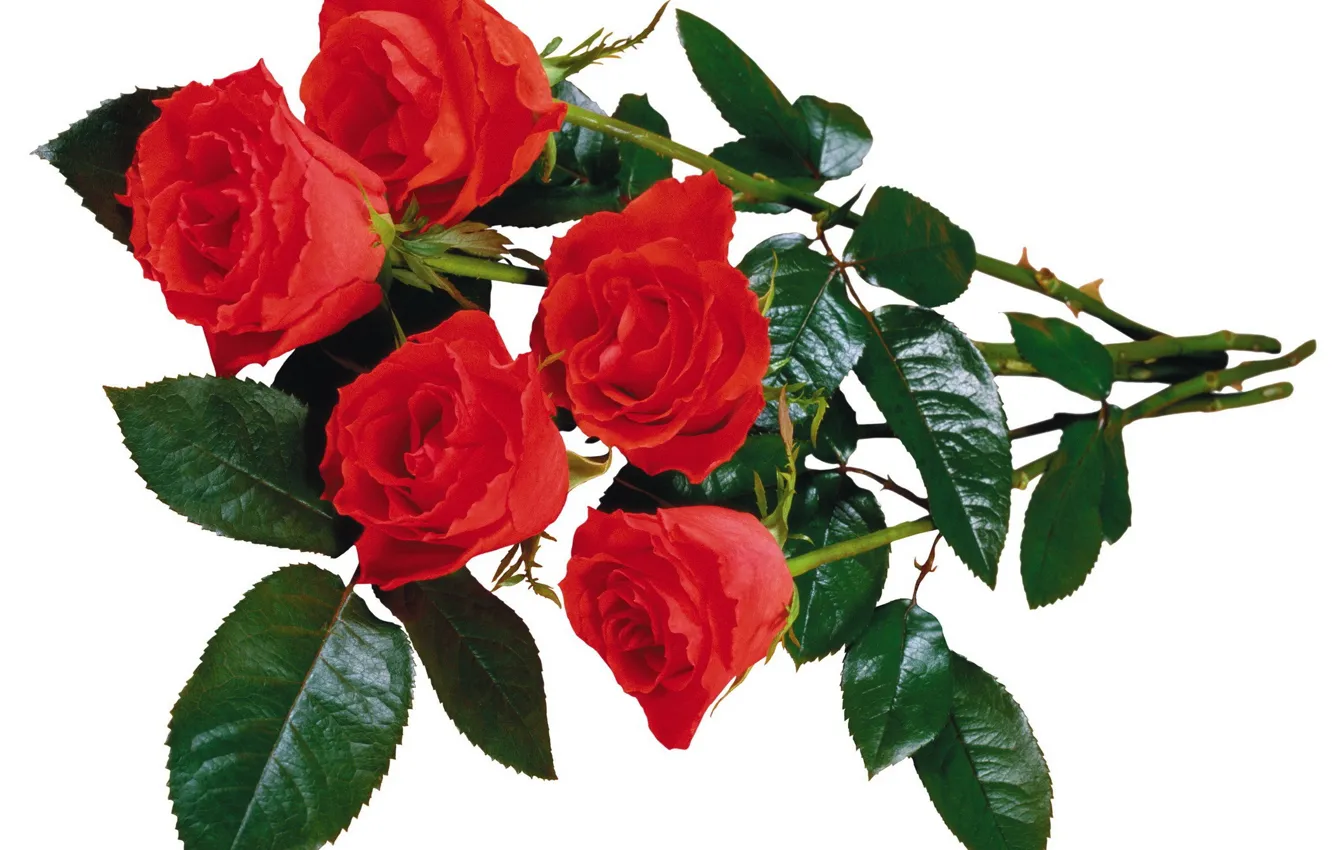 Photo wallpaper roses, bouquet, white background, red roses