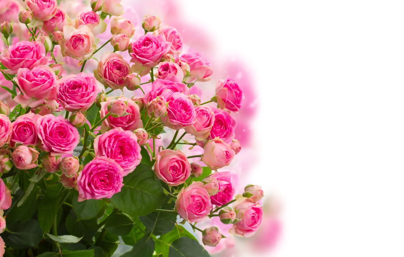 Photo wallpaper flowers, roses, bouquet, buds, flowering