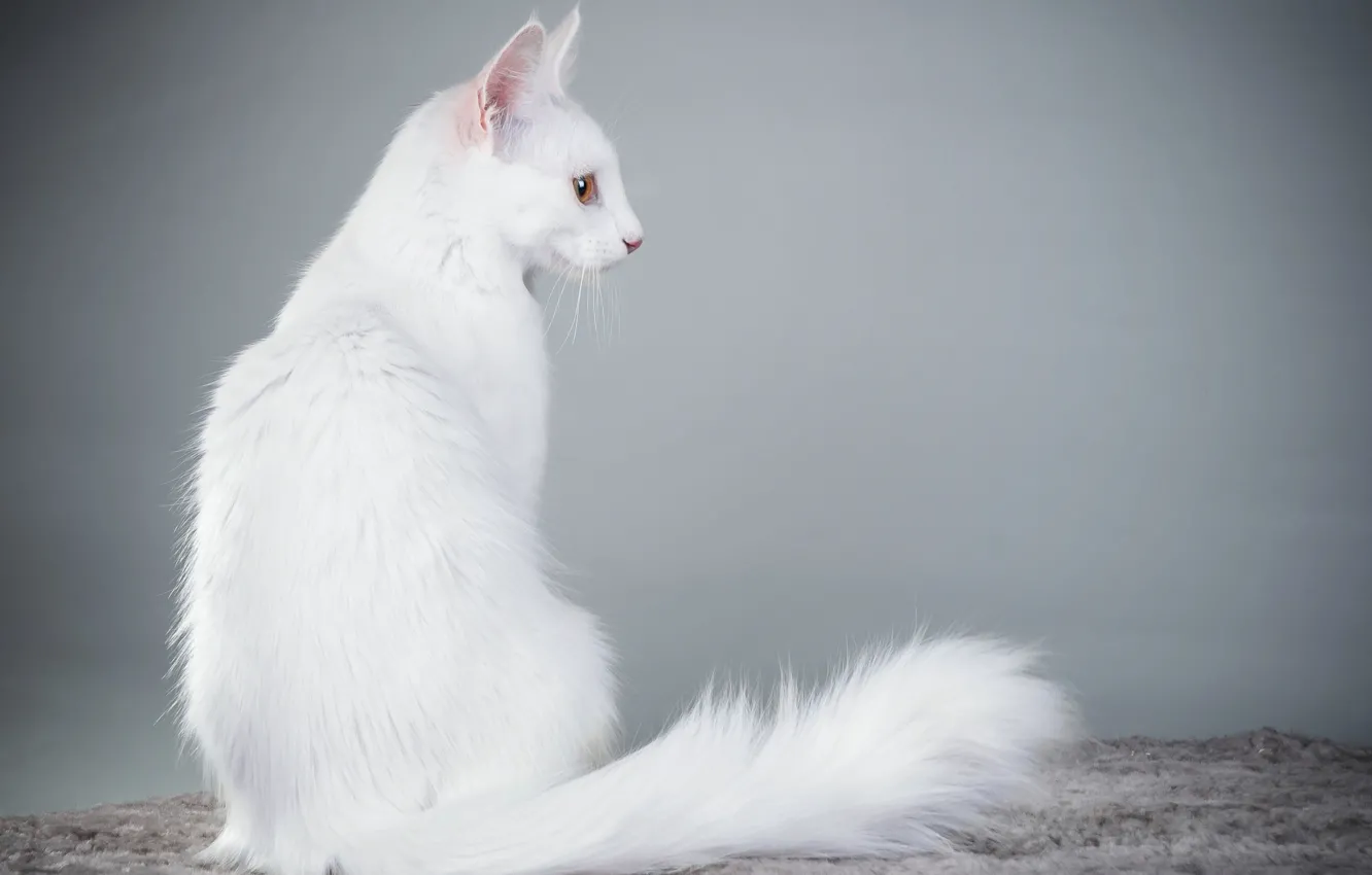 Photo wallpaper cat, background, white, Angora cat