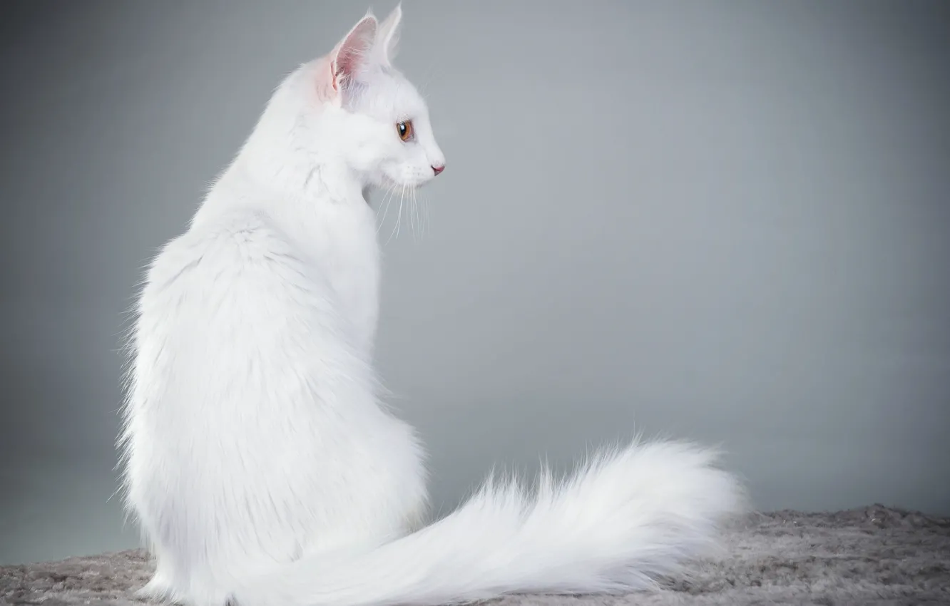 Photo wallpaper cat, white, background, Angora cat