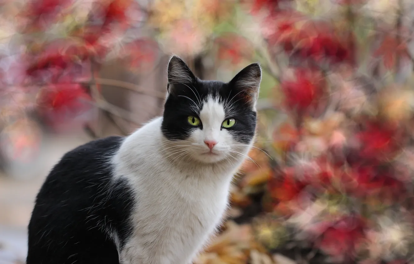 Photo wallpaper autumn, cat, background
