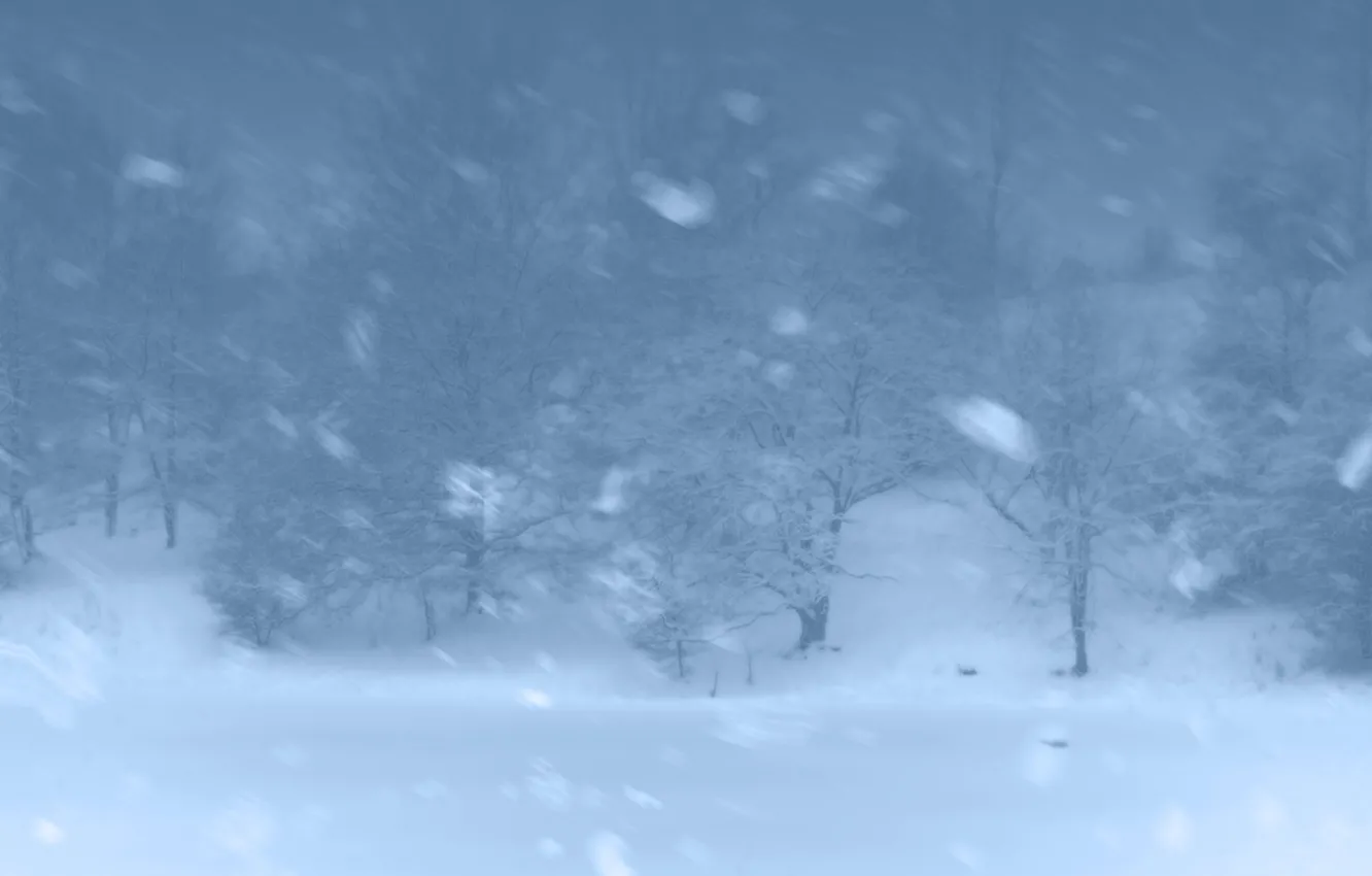 Photo wallpaper winter, forest, snow, trees, Blizzard