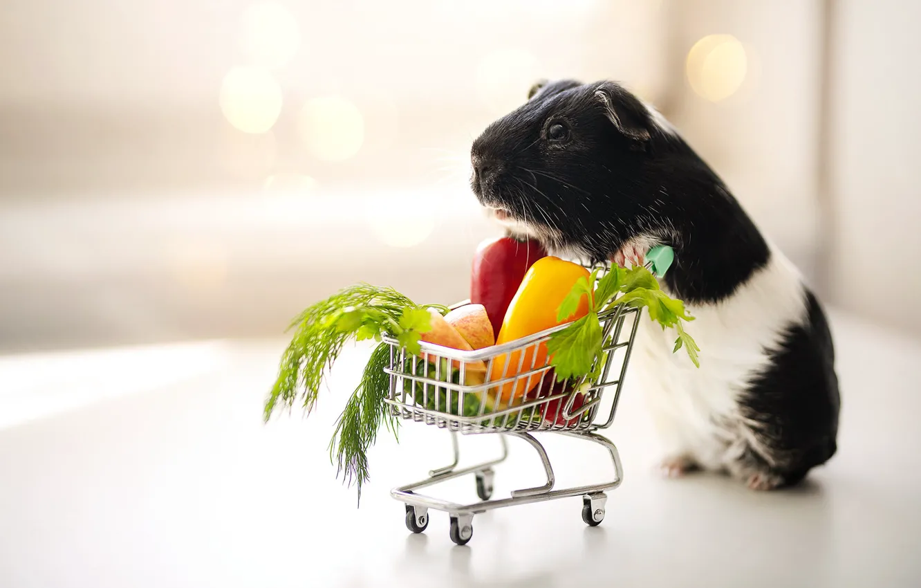 Photo wallpaper background, Guinea pig, truck, vegetables