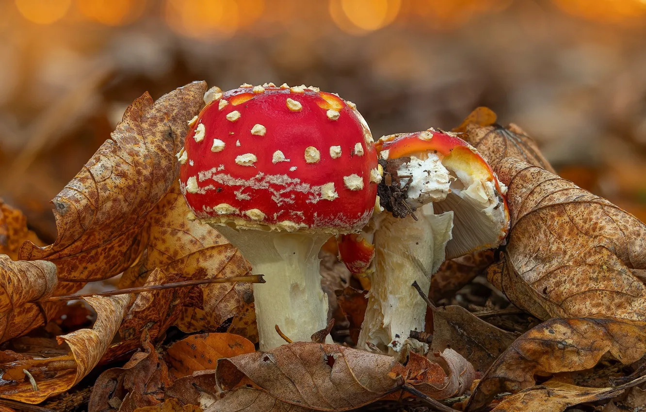 Photo wallpaper autumn, leaves, mushrooms, mushroom, pair