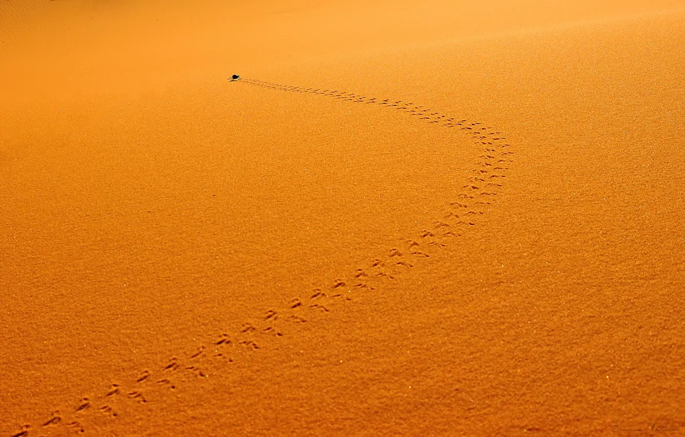 Photo wallpaper sand, trail, insect