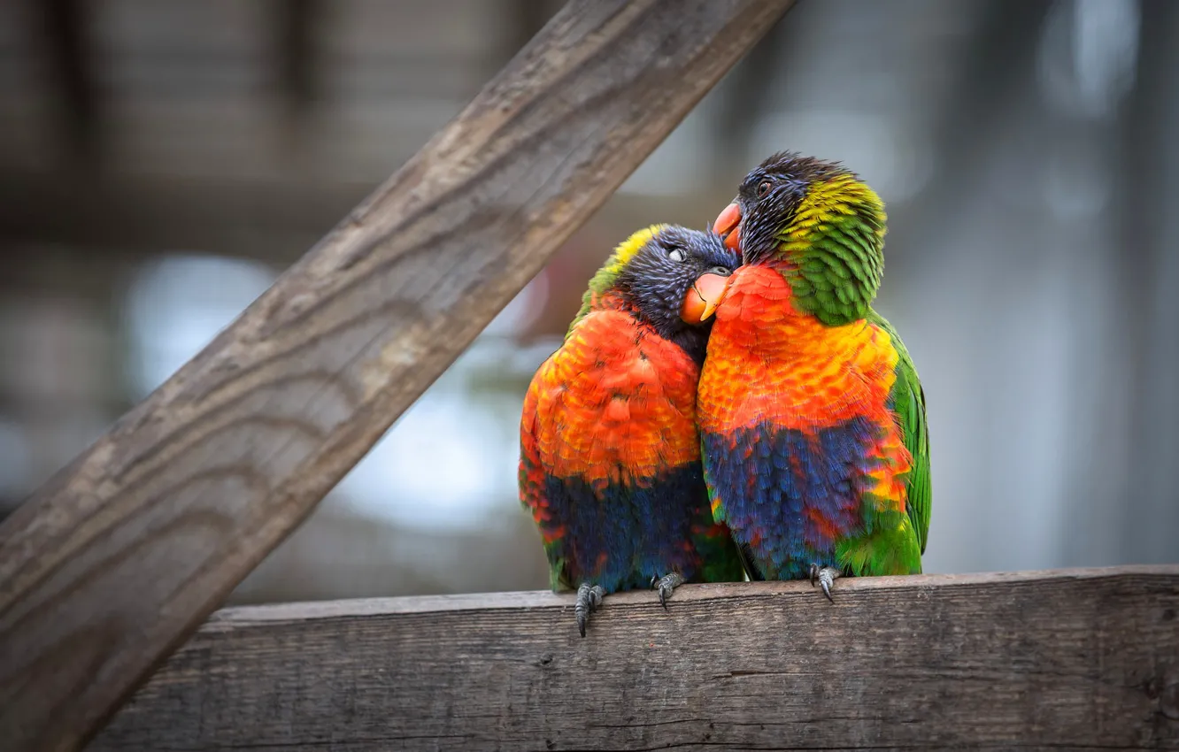 Photo wallpaper pose, bird, Board, two, parrot, pair, a couple, Duo