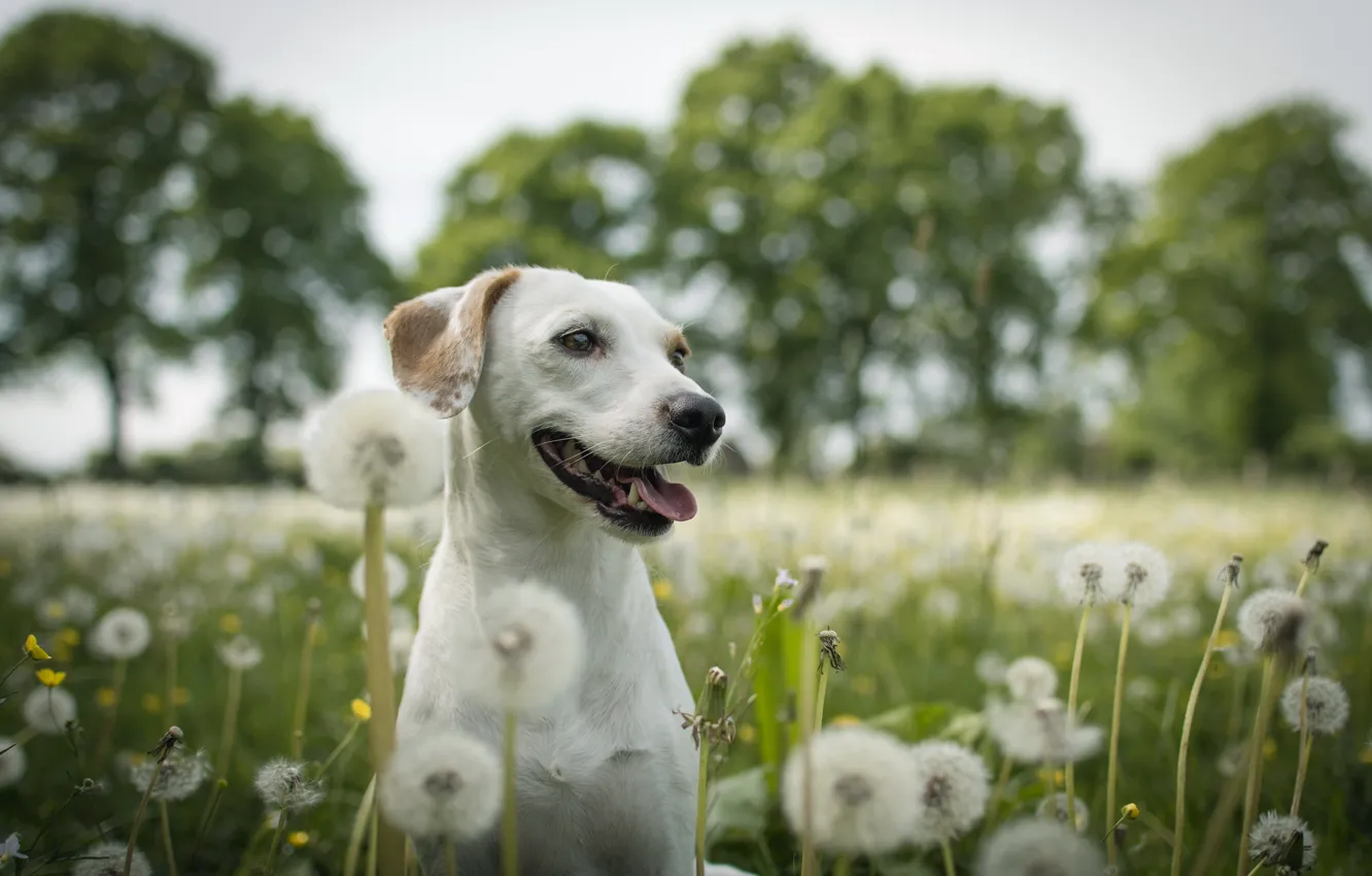 Photo wallpaper summer, dog, dandelions