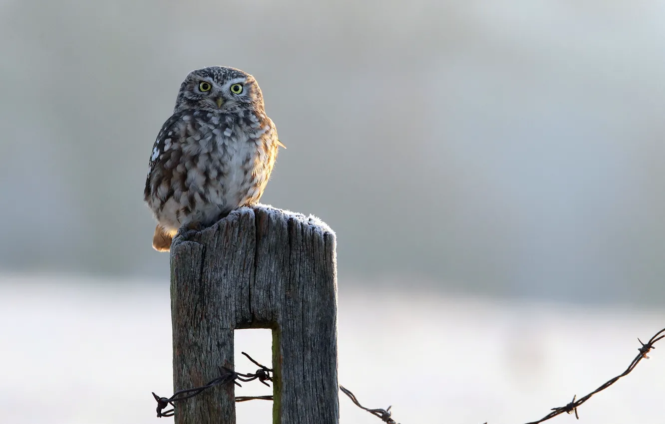 Photo wallpaper owl, bird, the fence