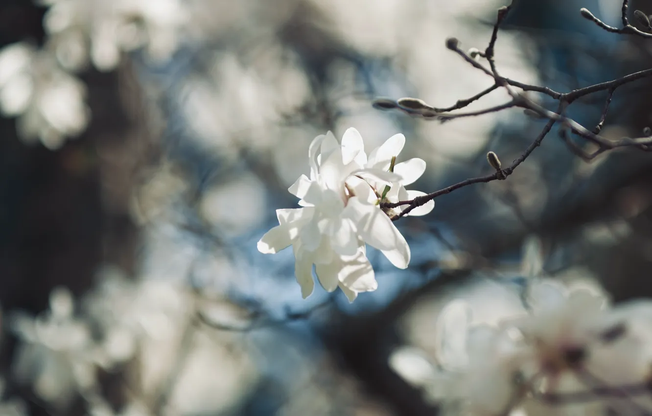Photo wallpaper flowers, branches, spring, white, flowering, Magnolia