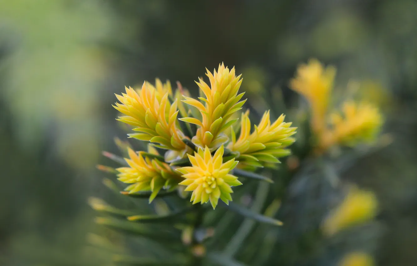 Photo wallpaper spring, pine, twig