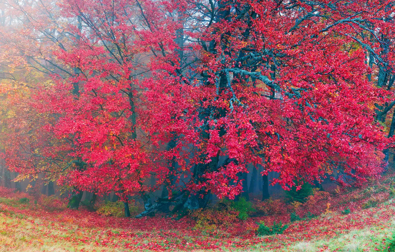 Photo wallpaper autumn, forest, grass, leaves, trees, fog, Ukraine, Transcarpathia
