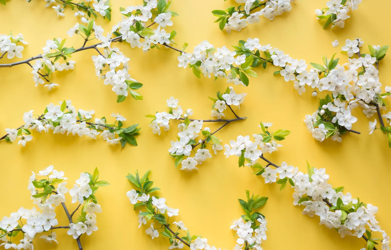 Photo wallpaper flowers, branches, yellow, cherry, background