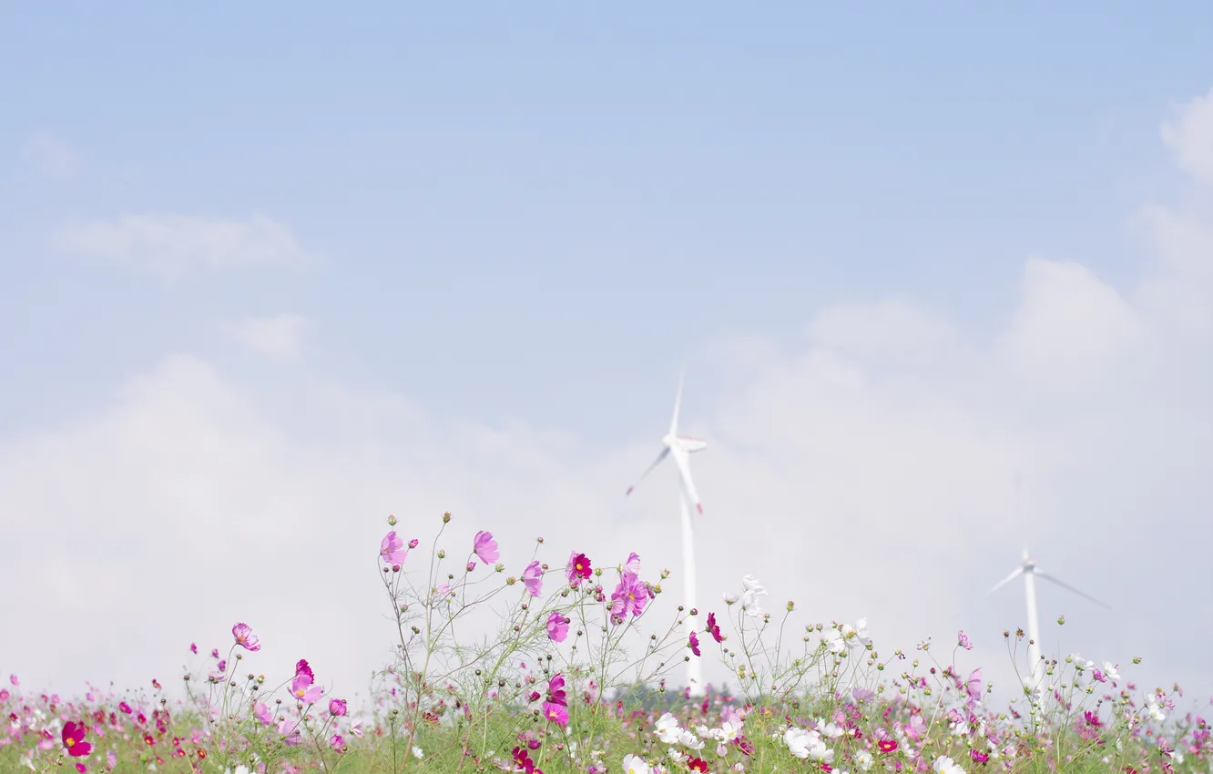 Photo wallpaper field, the sky, clouds, flowers, nature, the wind, blue, glade
