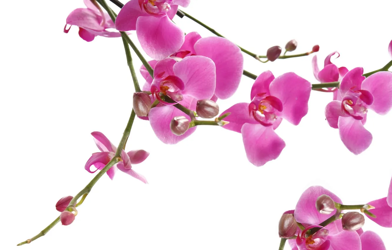 Photo wallpaper macro, flowers, branches, tenderness, beauty, petals, Orchid, pink