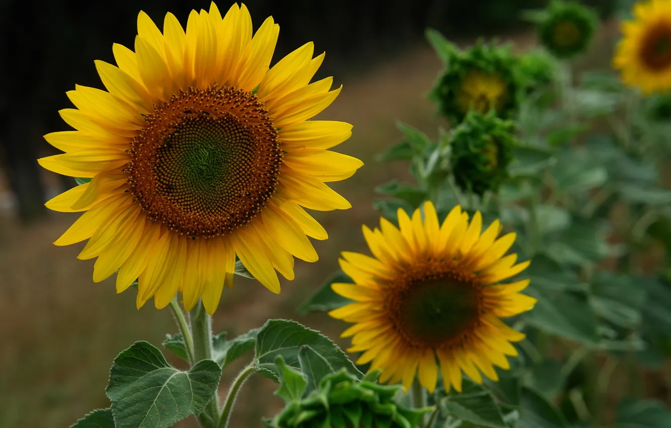 Photo wallpaper sunflowers, flowers, photographer, Mariluz Rodriguez
