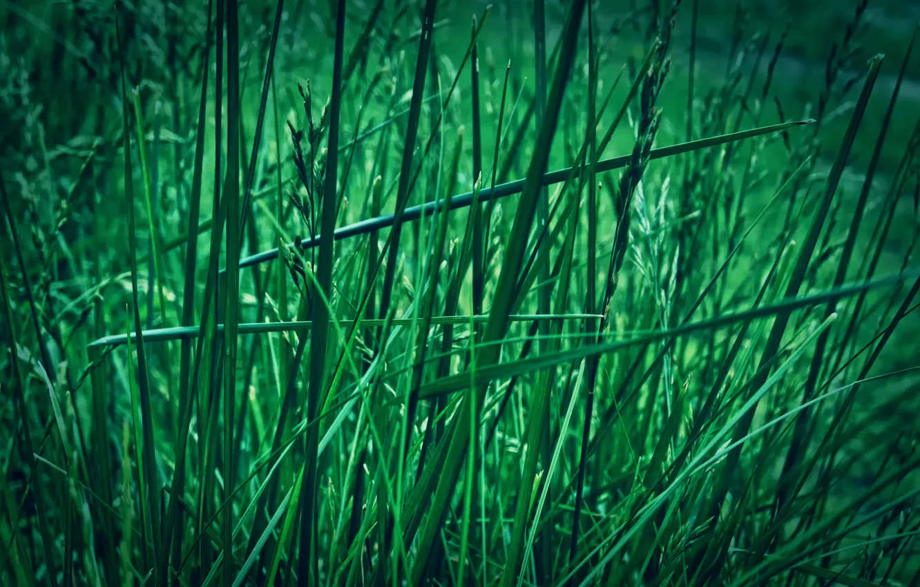 Photo wallpaper greens, grass, macro, nature, green, grass, a blade of grass, macro
