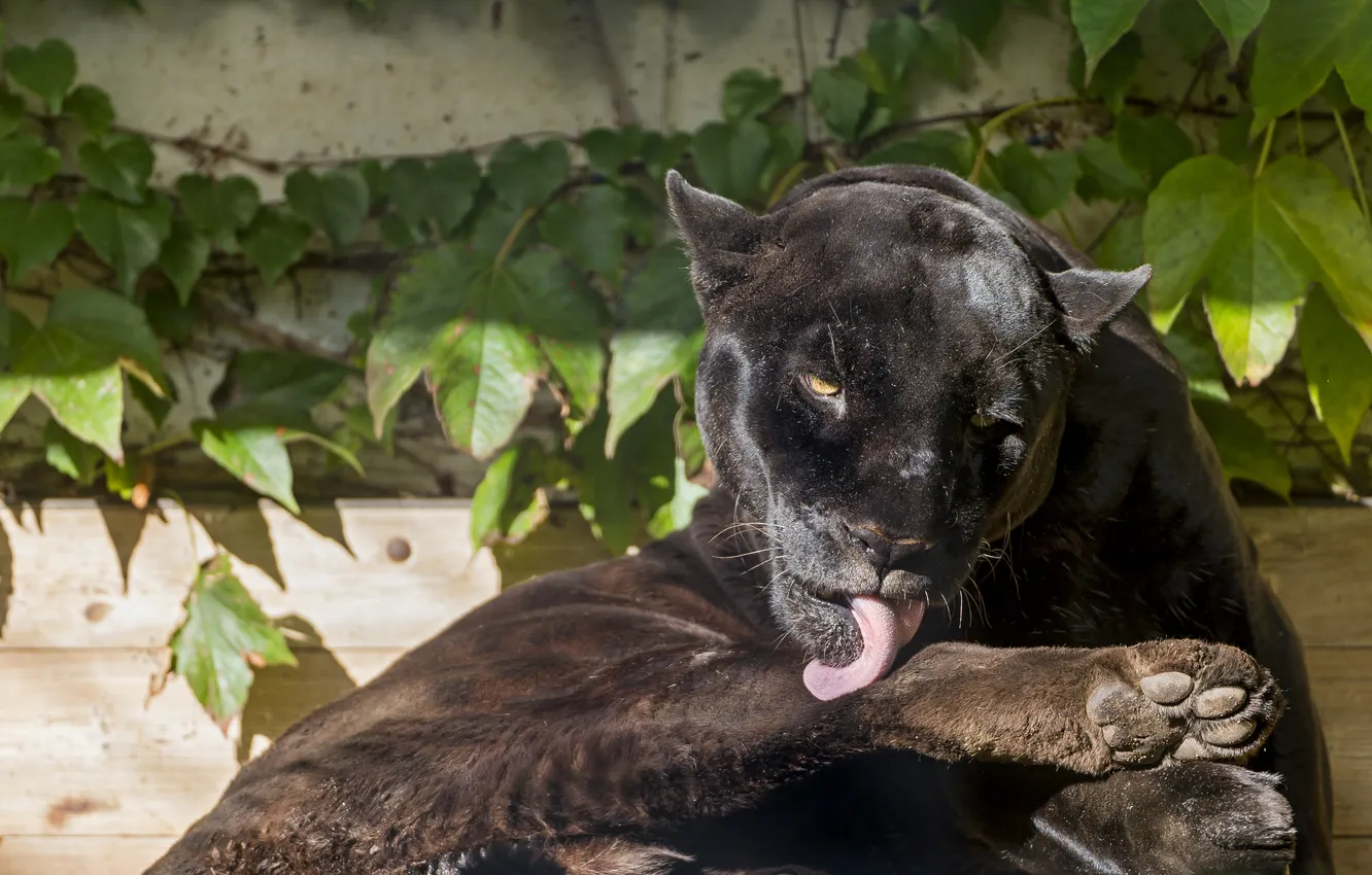 Photo wallpaper cat, the sun, black, Jaguar, washing, ©Tambako The Jaguar