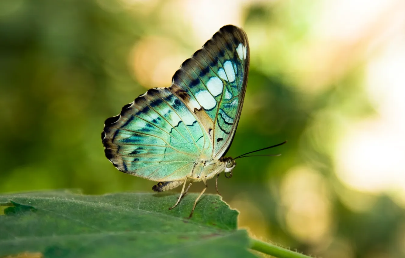 Photo wallpaper green, wings, butterfly, leaves