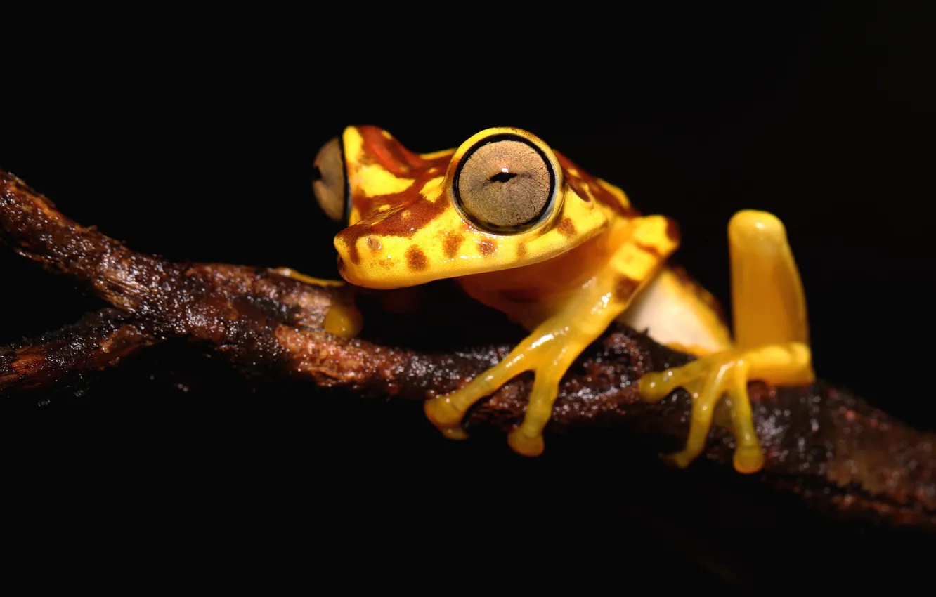 Photo wallpaper look, macro, frog, branch, black background, yellow, bright, spotted