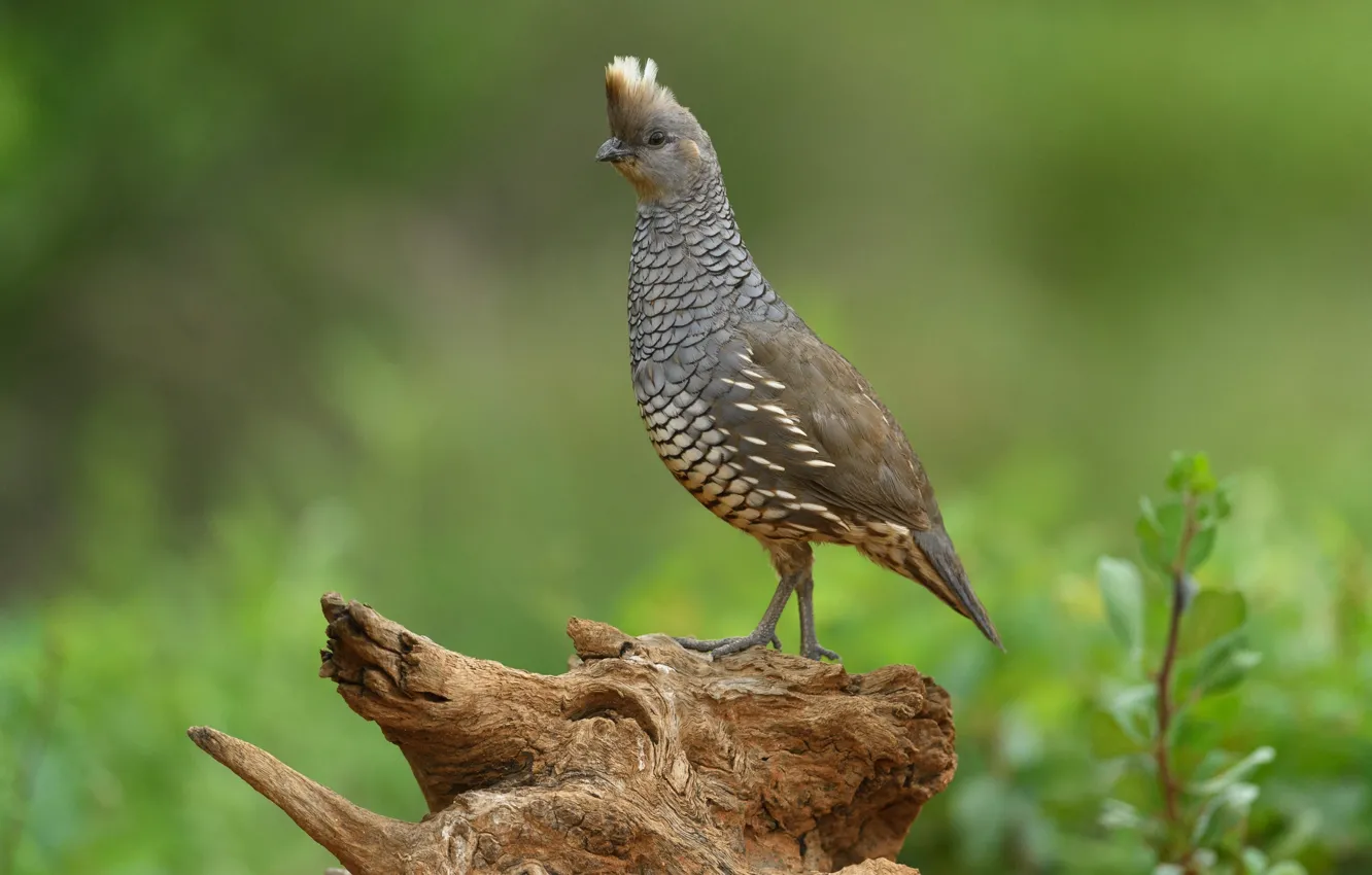Photo wallpaper bird, beak, tail, scaly quail