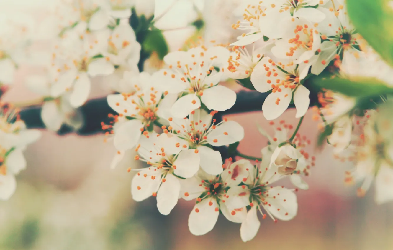 Photo wallpaper flowers, cherry, branch, tenderness, color, spring, petals, flowering