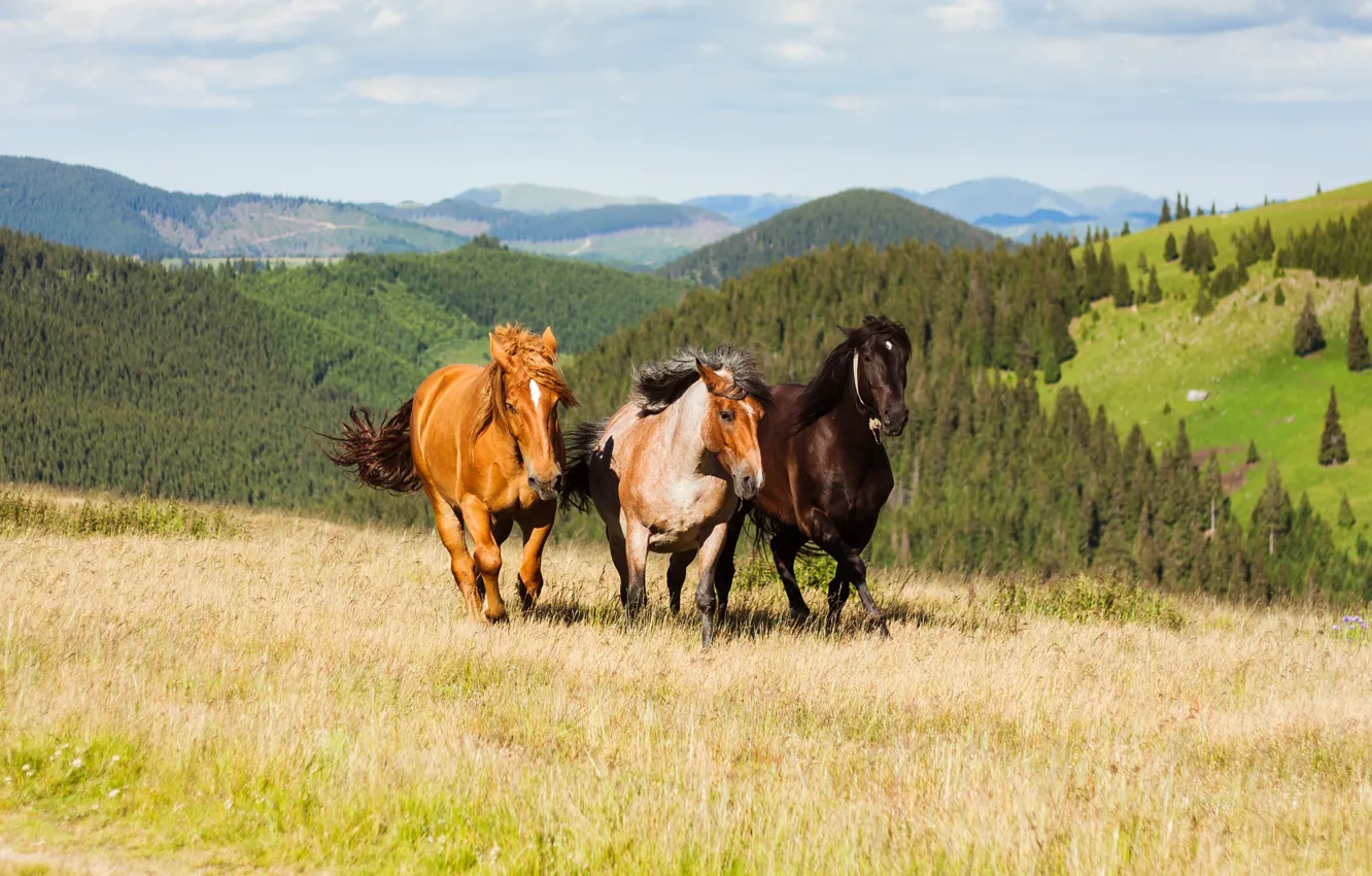 Photo wallpaper field, forest, mountains, nature, horse, horse, slope, walk