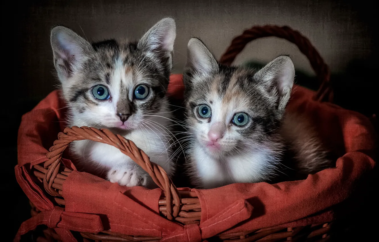 Photo wallpaper cats, background, basket