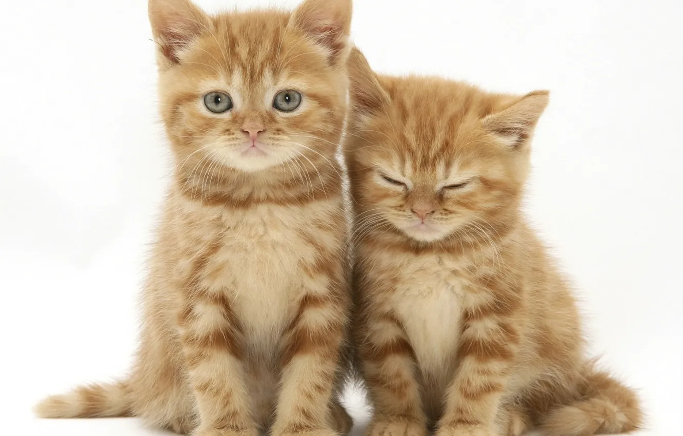 Photo wallpaper kittens, red, cute