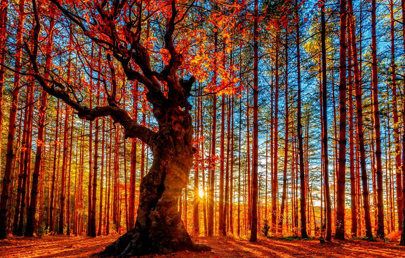 Photo wallpaper autumn, forest, the sky, the sun, trees, foliage