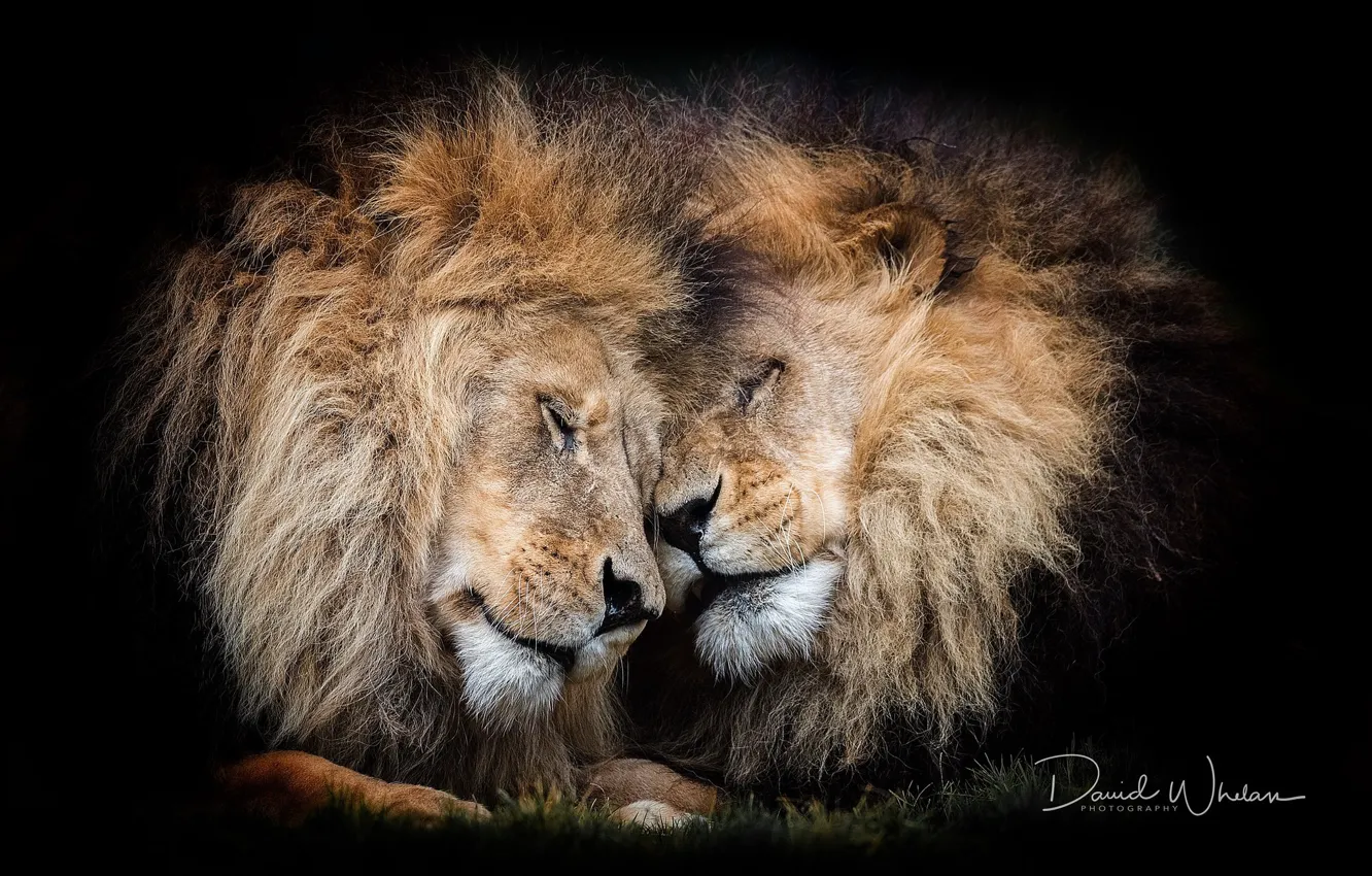 Photo wallpaper feelings, lions, mane