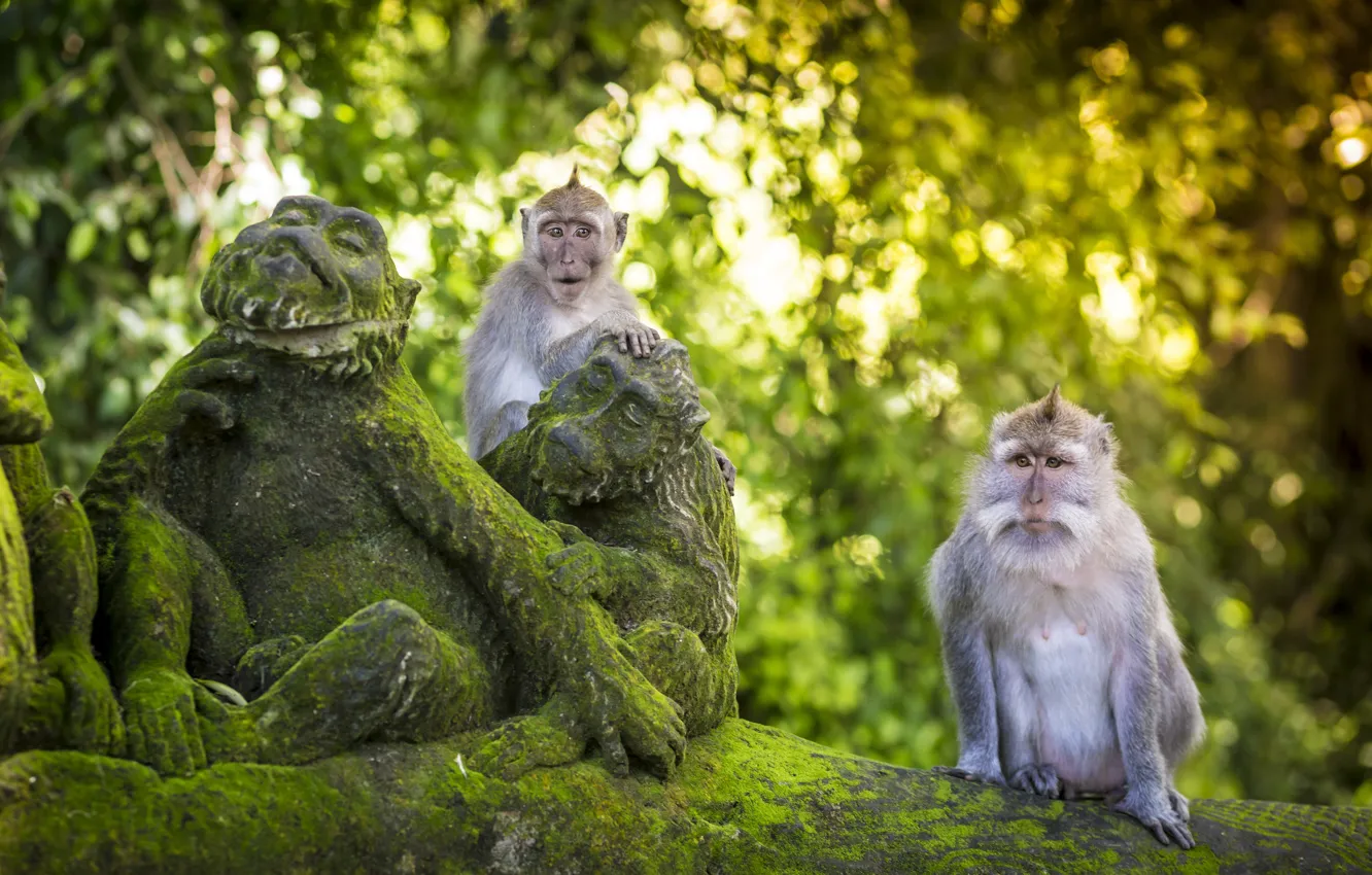 Photo wallpaper trees, Asia, moss, Bali, Indonesia, monkey, statue, wildlife