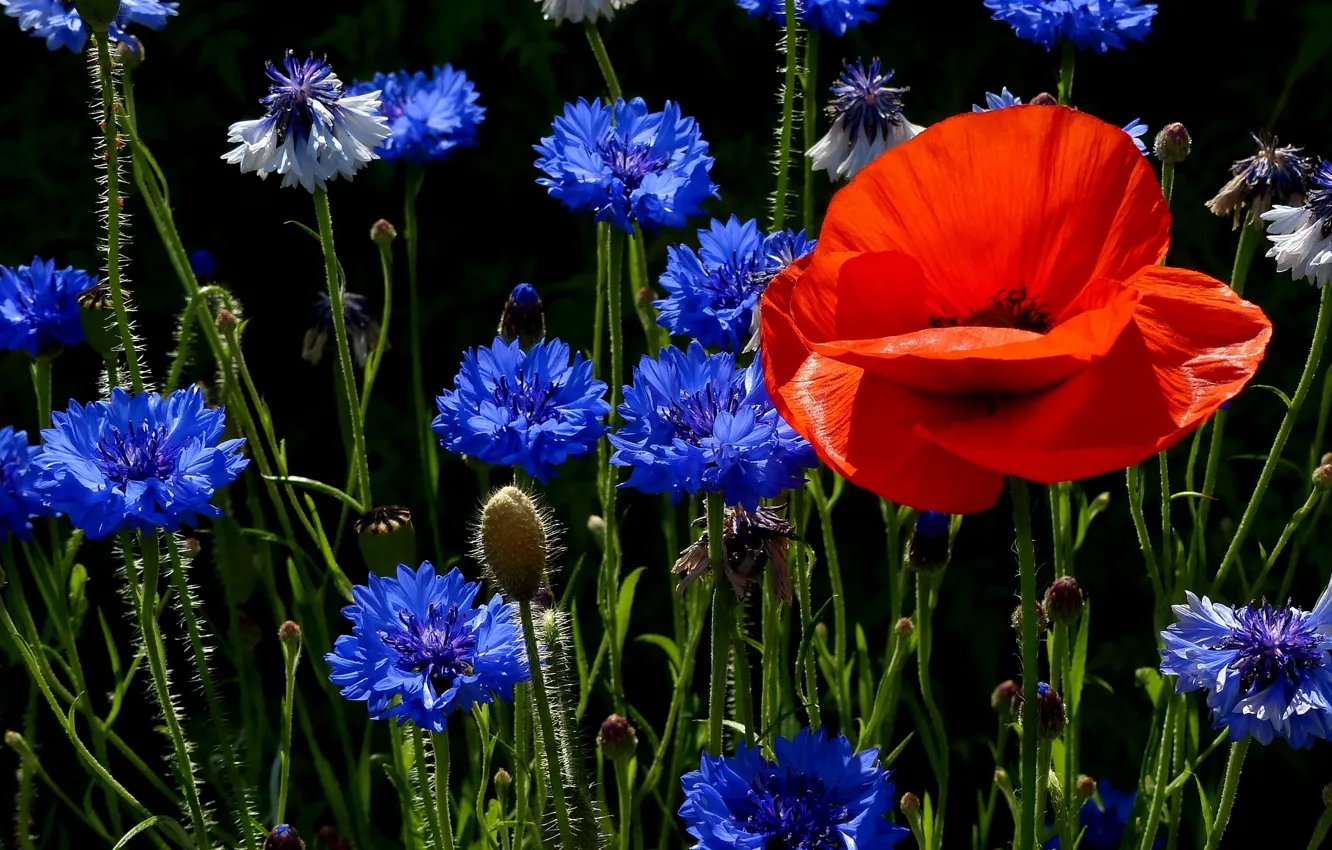 Photo wallpaper Mac, meadow, cornflowers