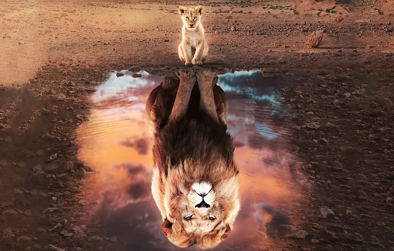 Photo wallpaper reflection, baby, Leo, beast, lion, lion, hishnik, reflection