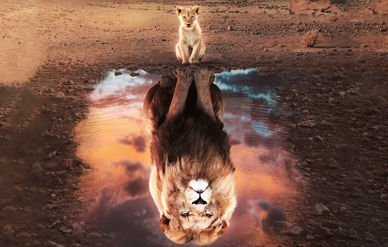 Photo wallpaper reflection, Leo, baby, beast, lion, lion, hishnik, reflection