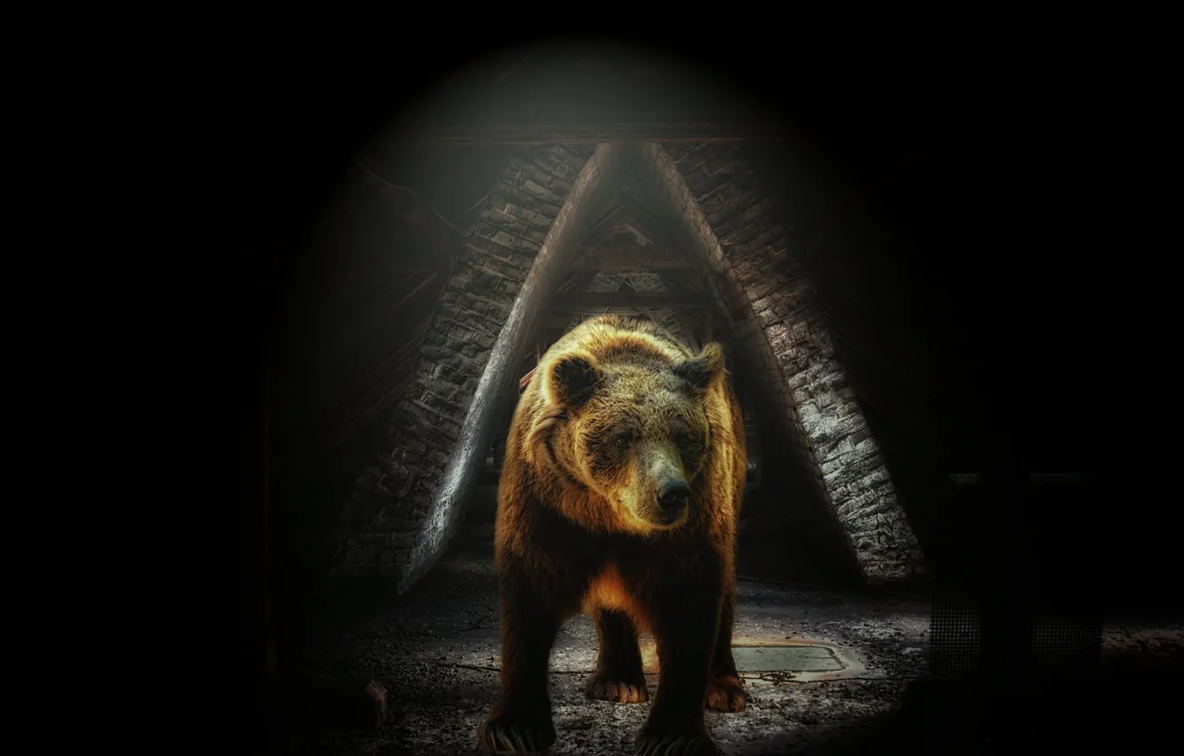 Photo wallpaper background, bear, beast