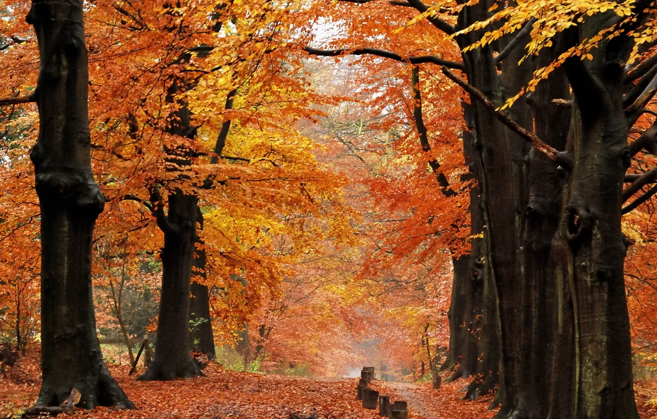 Photo wallpaper autumn, forest, leaves, trees, nature, trail, Nature, falling leaves