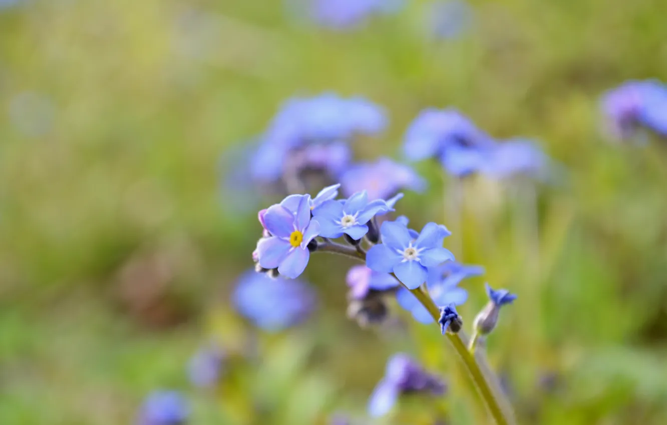 Photo wallpaper sprig, petals, forget-me-nots, wildflowers