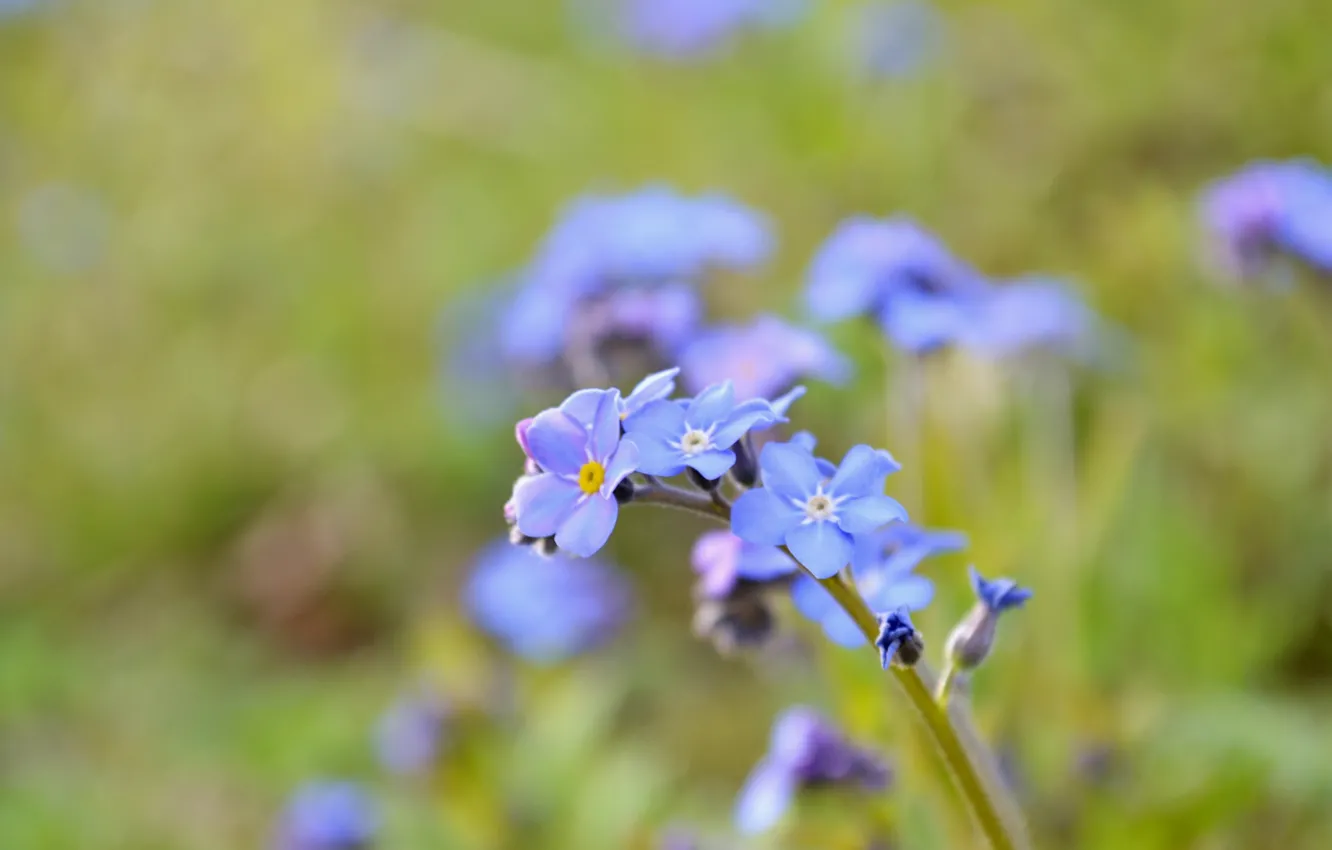 Photo wallpaper sprig, petals, forget-me-not, wildflowers