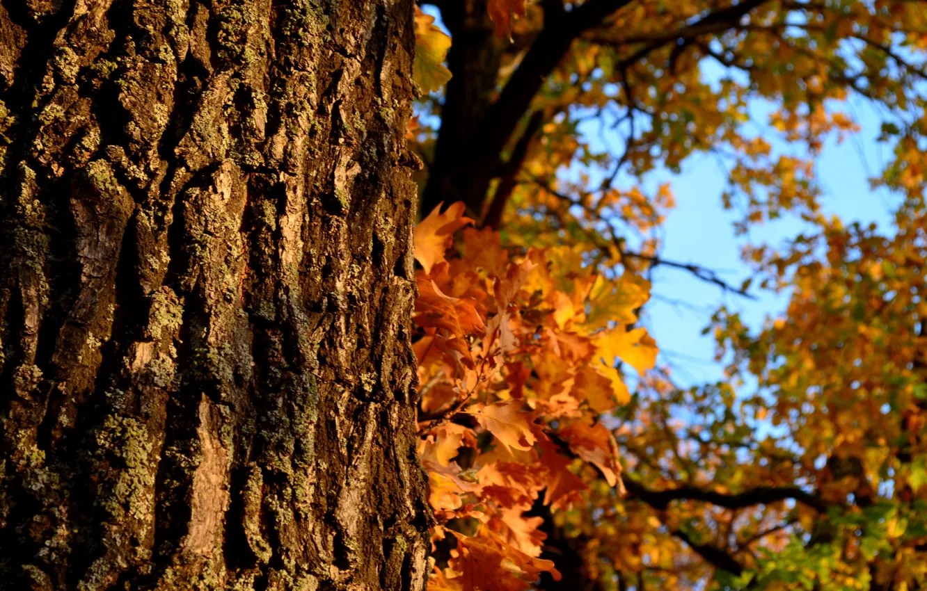 Photo wallpaper autumn, the sun, trees