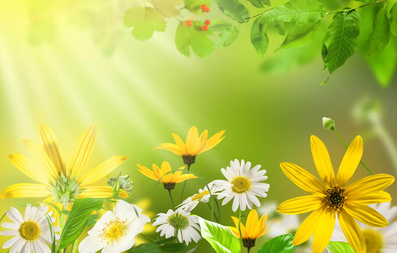 Photo wallpaper summer, leaves, flowers, yellow, nature, green, Daisy, bright