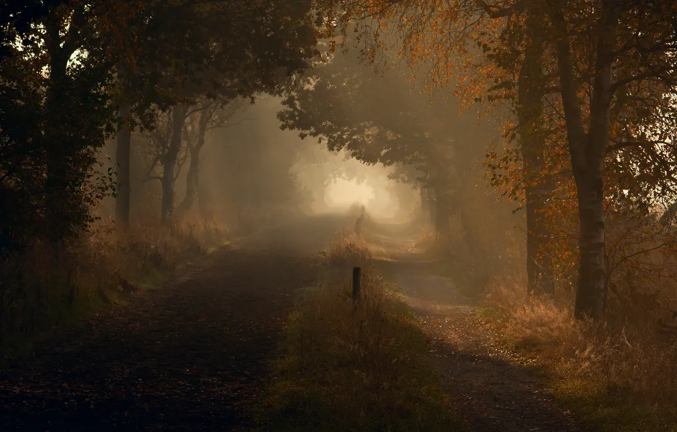 Photo wallpaper road, autumn, drops, light, nature, morning