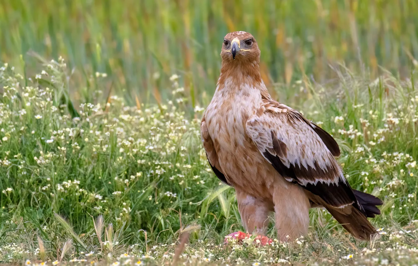 Photo wallpaper grass, bird, glade, hawk