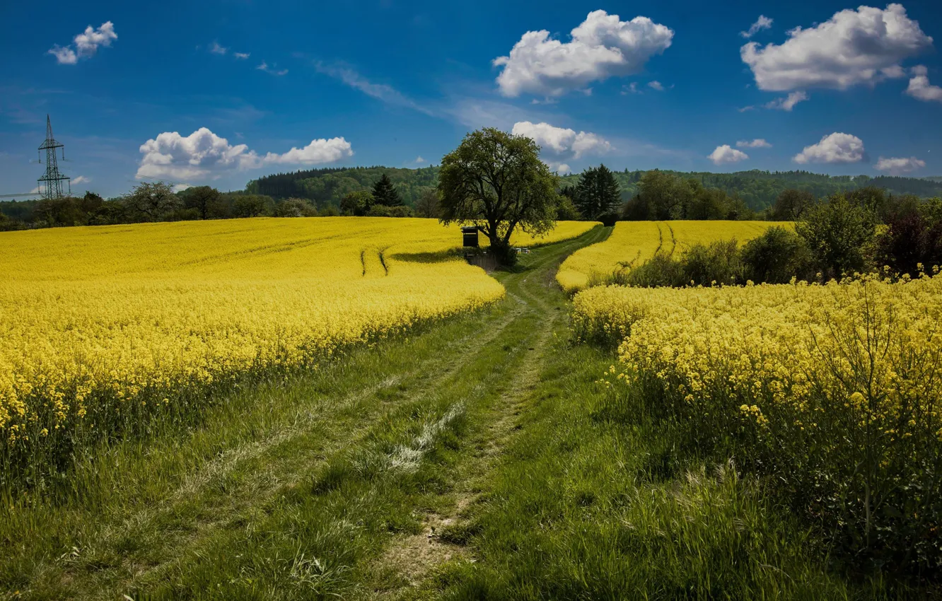 Photo wallpaper road, forest, meadow, rape, rapeseed field