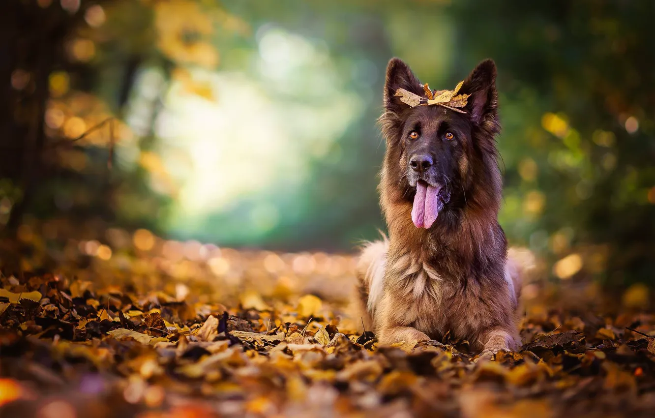 Photo wallpaper autumn, language, leaves, dog, bokeh, shepherd